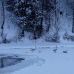 Лебеди на Оланге фото Т.Юнгина