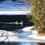 Лебеди на реке Оланга. Фото Сергей Вильховик