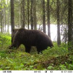 Медведь у Киваккакоски. Фотоловушка
