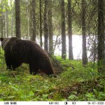Медведь у Киваккакоски. Фотоловушка