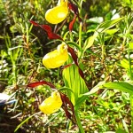 Учет растений семейства орхидных