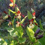Учет растений семейства орхидных